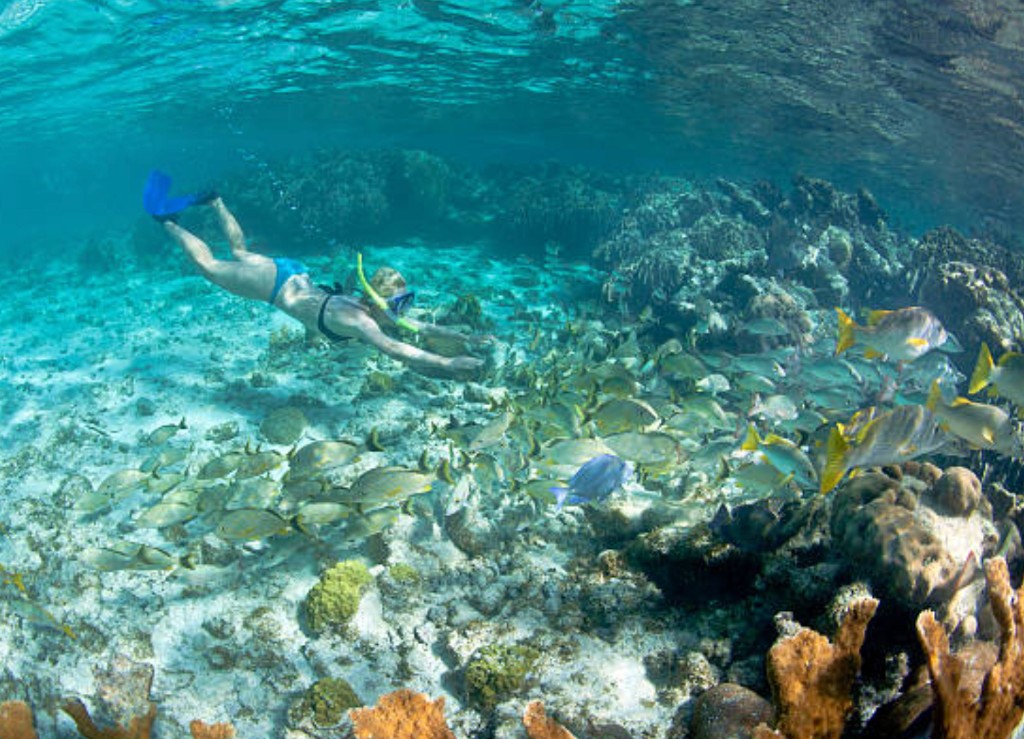 Snorkeller swimming over coral reef with tropical fish in clear turquoise water at Roatan Honduras Mesoamerican Reef